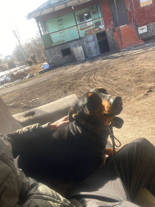 Прадам Доберман мальчик