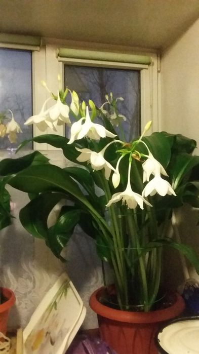 Продам комнатные цветы