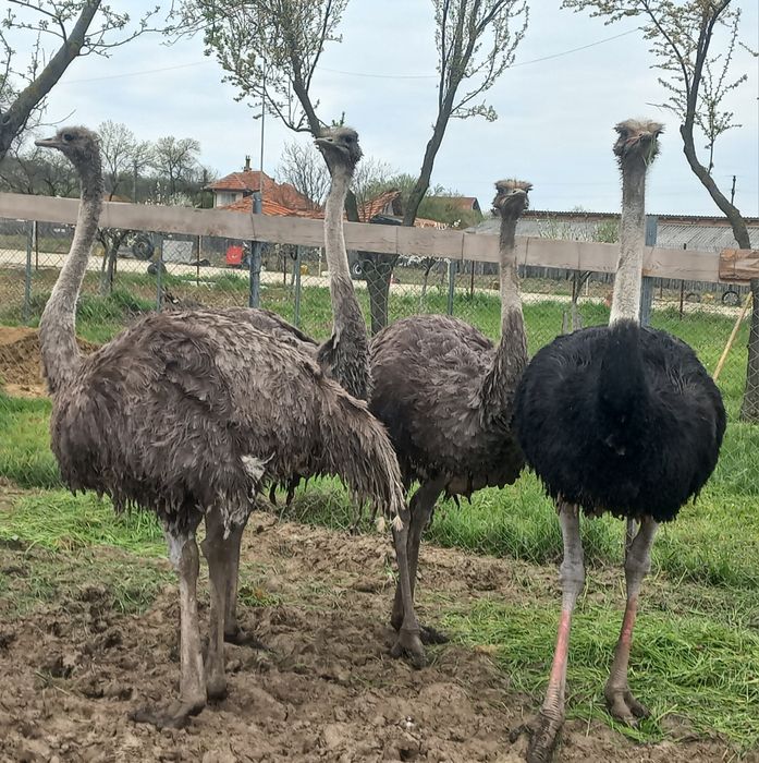 Vând familie struți