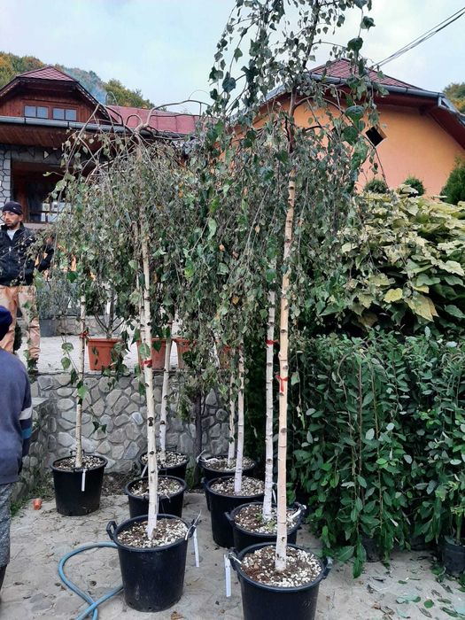 Tuia, Platan, Mesteacăn, tei, fag, stejar