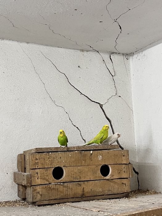 Волнистые попугай