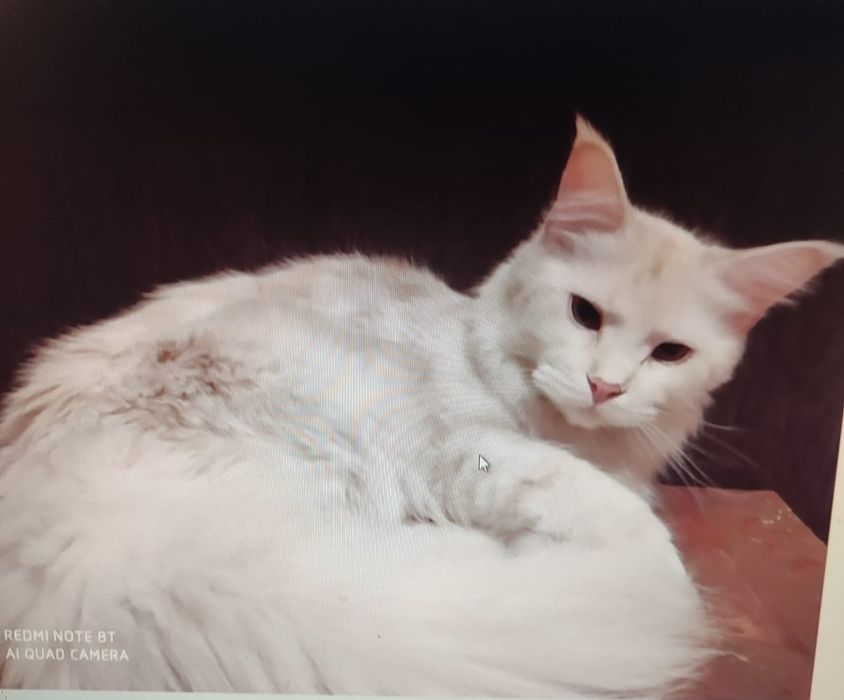 Котята Мейн Куна