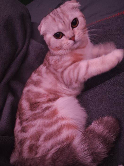 шотландская вислоухая кошка