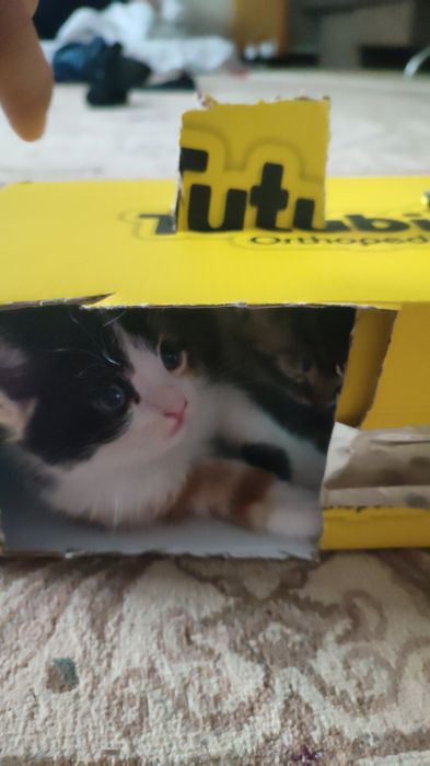 Котенок домашний