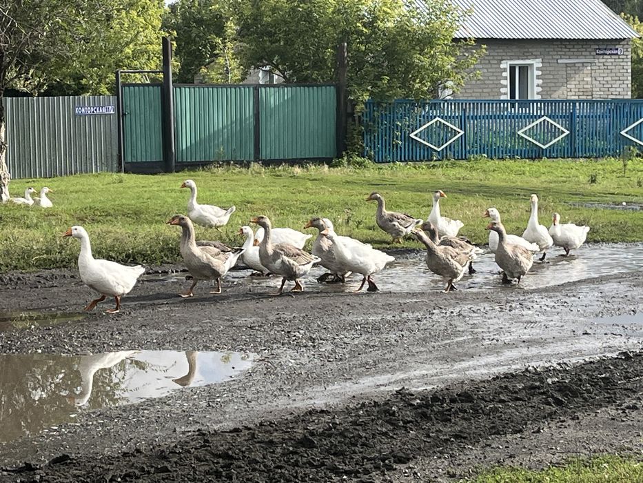 Продам домашних гусей