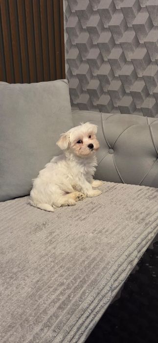 малтийска болонка