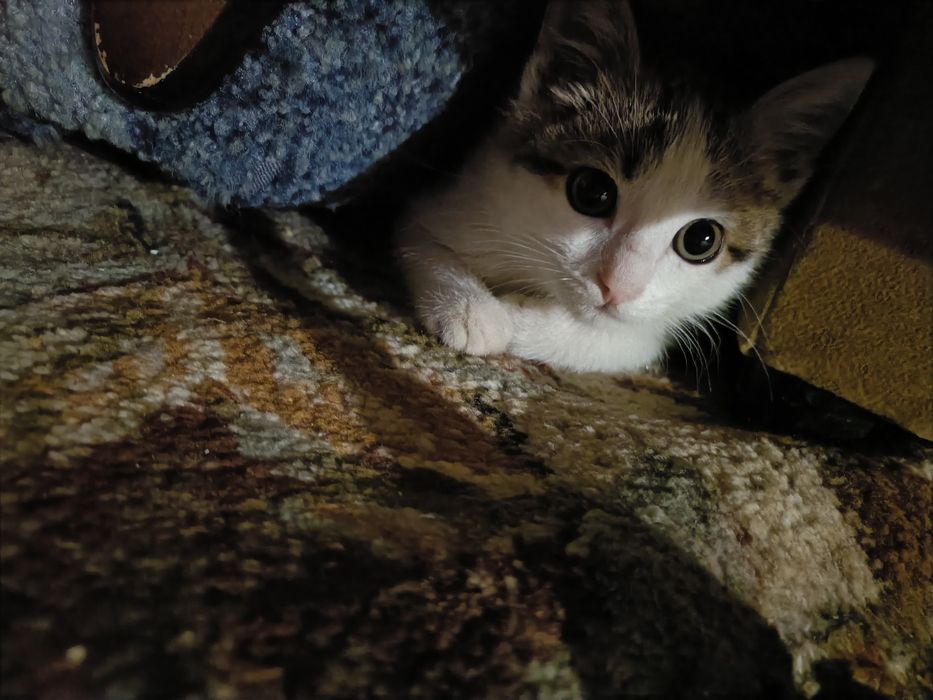 Отдам котенка в добрые руки