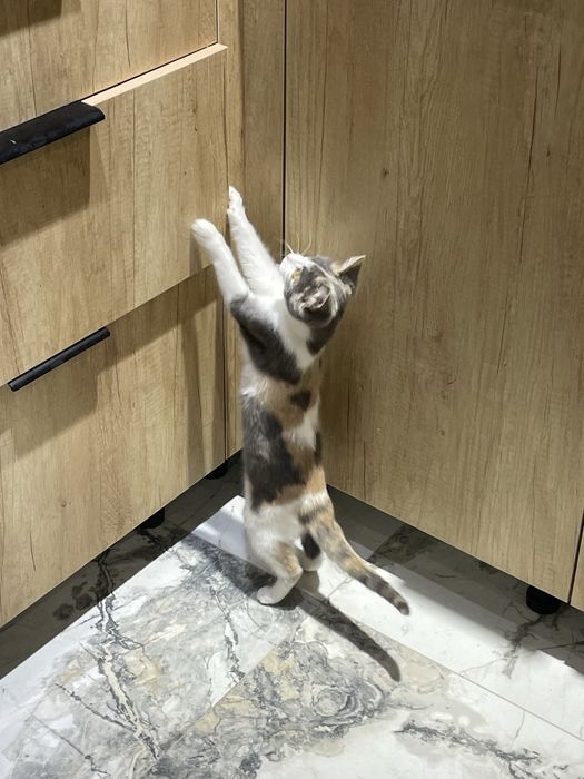 Хорошая кошка )))