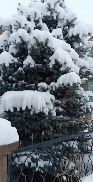 Продам ёлка висата 3.5 метр