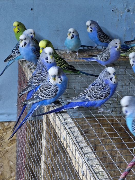 Продам волнистых попугаев