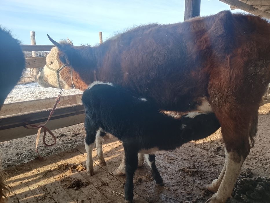 Бузаулы сиыр сатылады