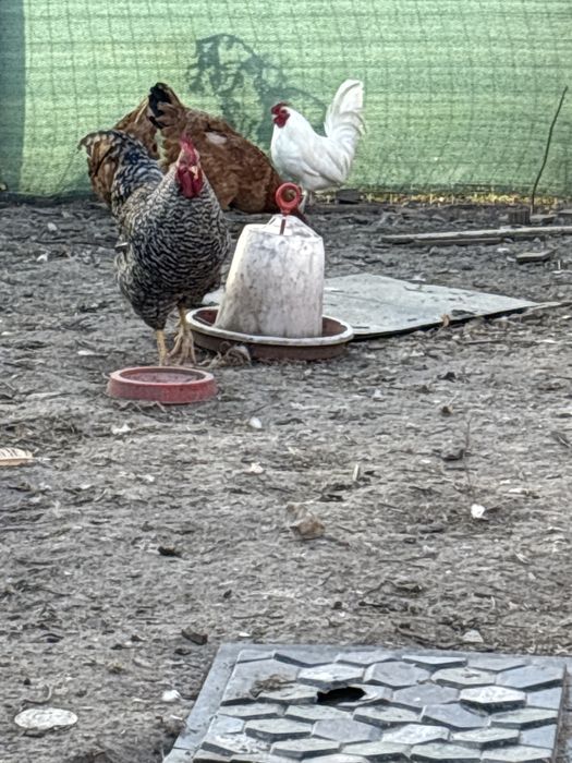 Cocosel de vinzare pitic