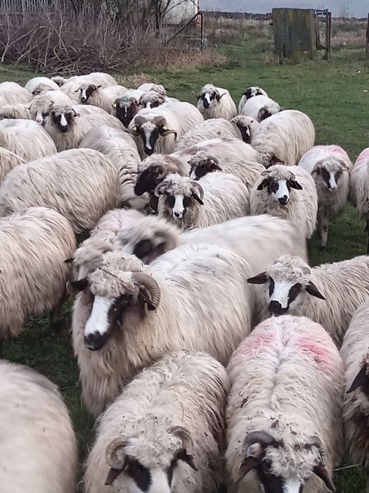 Cînd 30 de oi și 30 de botine