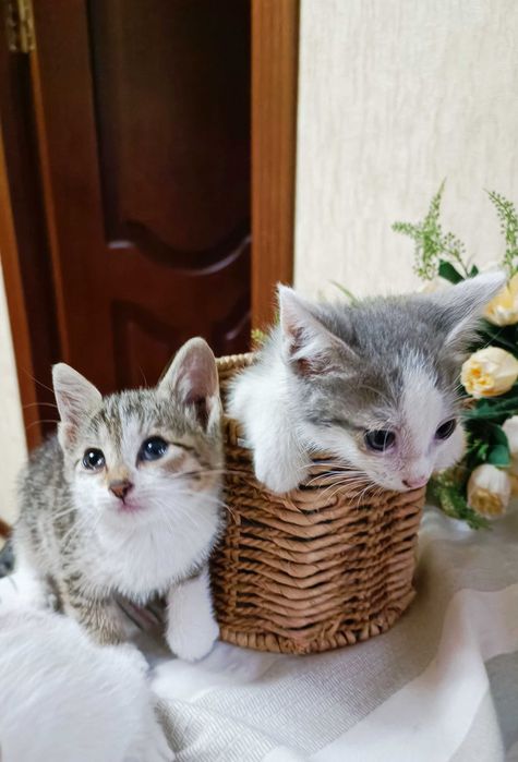 Котята в хорошие руки бесплатно