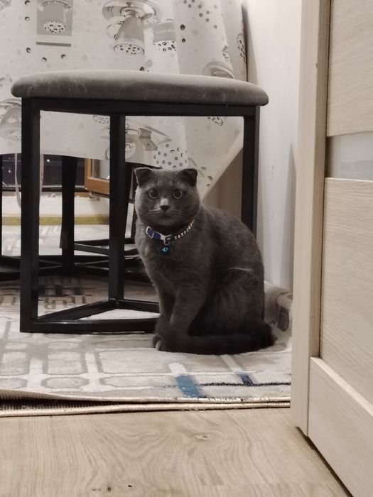 Мушук сотилади фолд