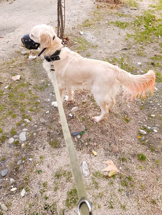 Продаётся чистокровный голден ретривер -сука