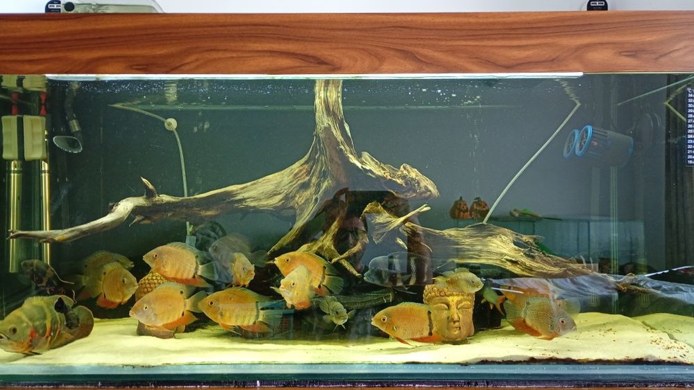 Ciclide caută o noua casa