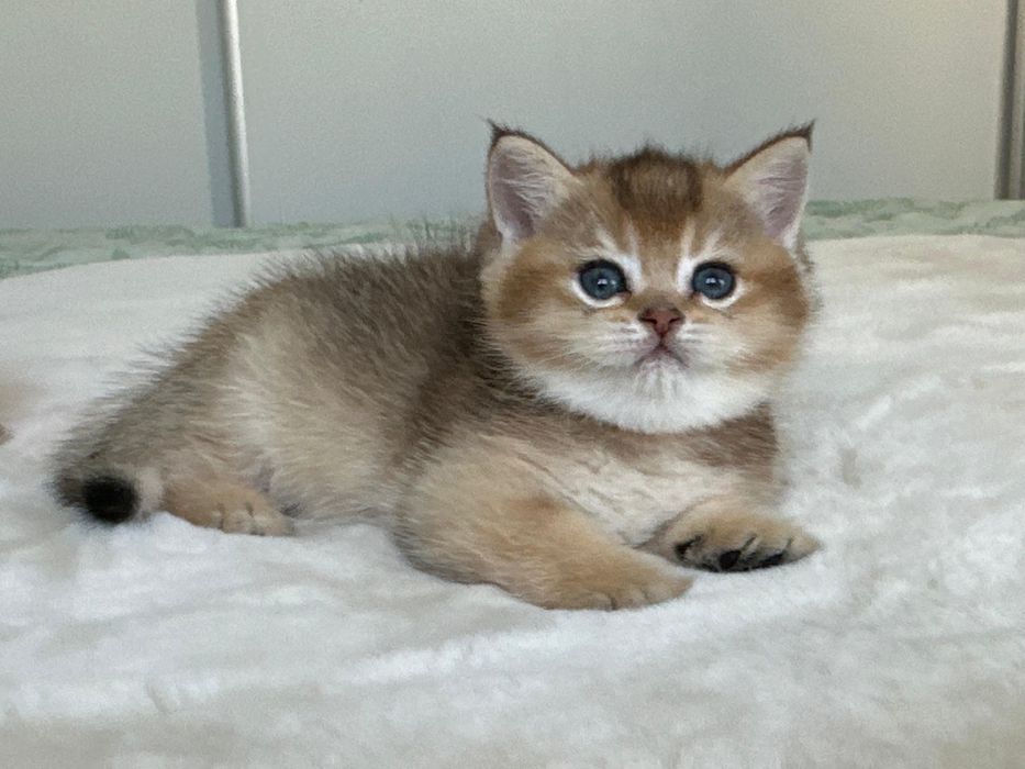 British golden ticked tabby