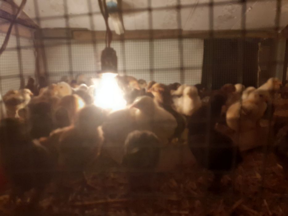 Жужалар сотилади