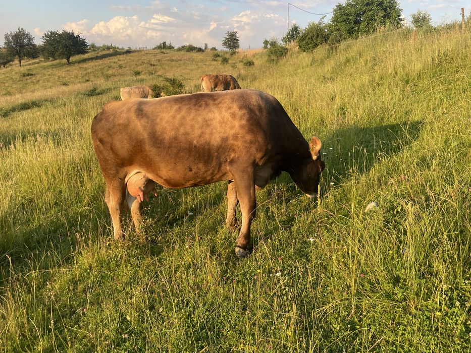 Vand vaca de carne