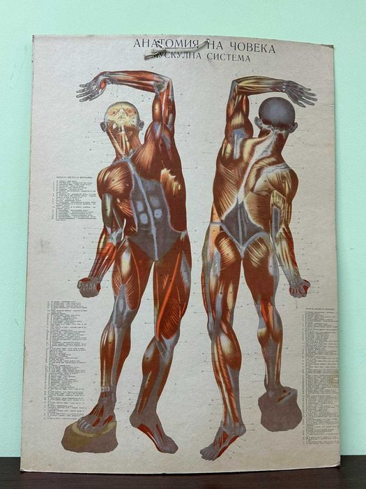 Соц Анатомични Медицински Плакати
