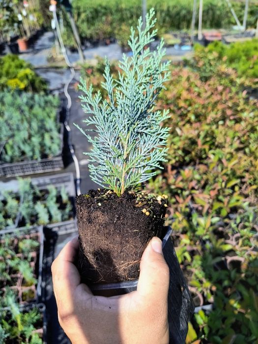 Leylandii 20-25cm produs Românesc