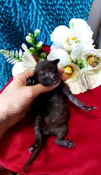 Black- чёрный ОРИЕНТАЛ