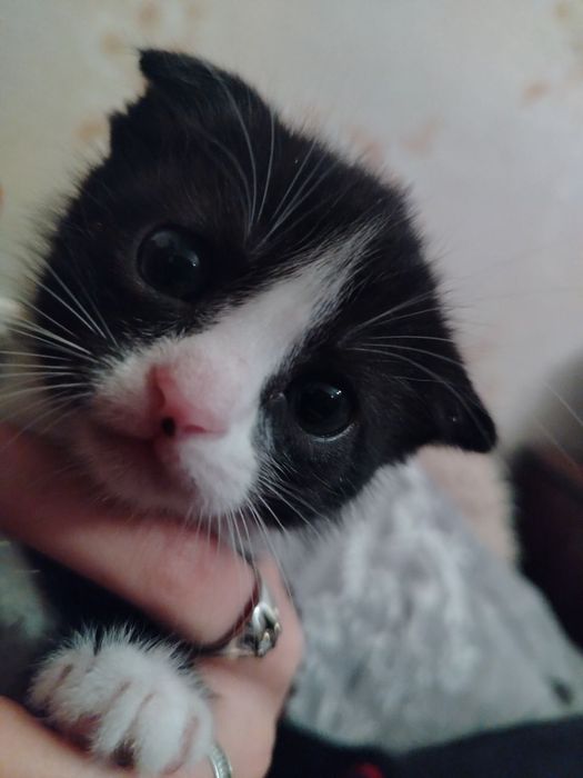 Отдаю котят в хорошие руки.
