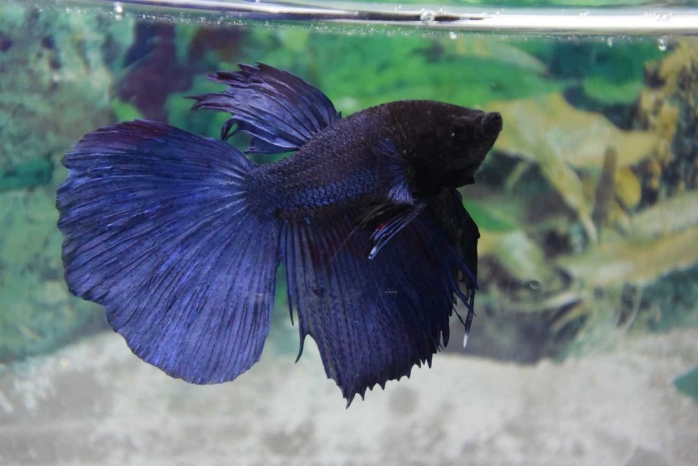 Pesti Betta Splendens Halfmoon Combtail Masculi Femele Acvariu