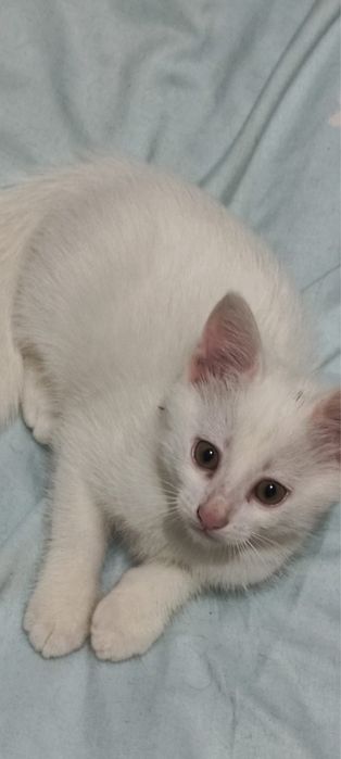 Котенок мальчик