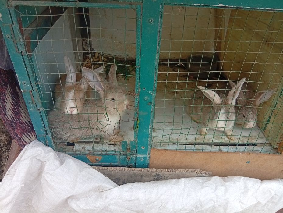 Куйон болари сотилади отаси барон