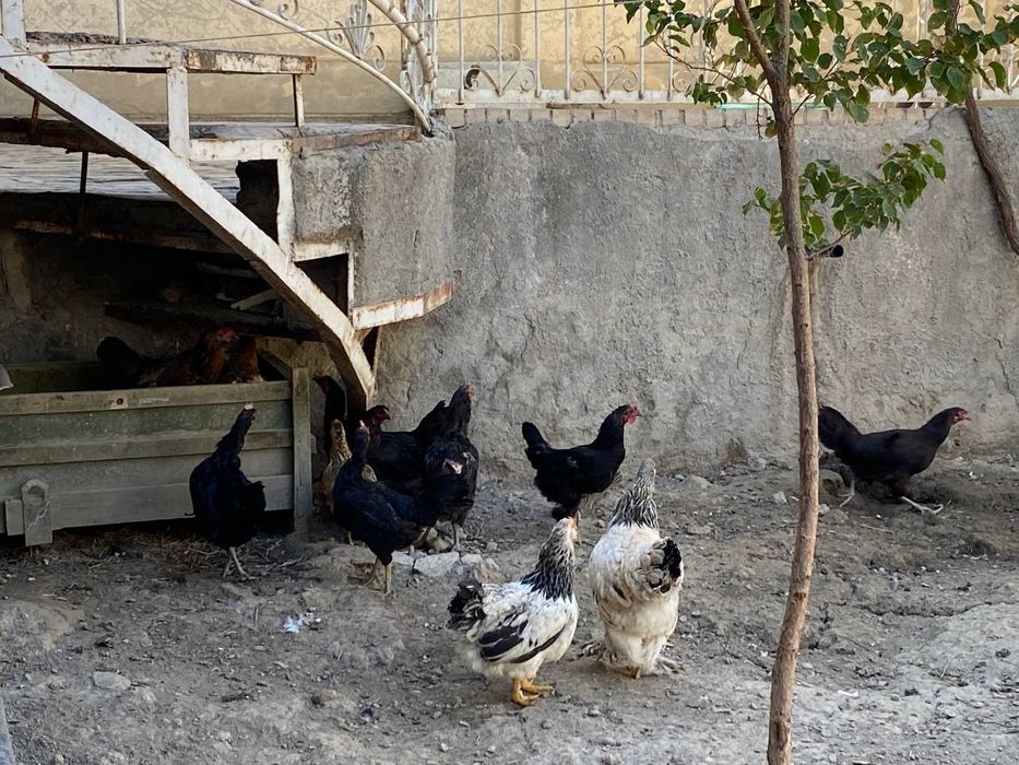 18 та хонаги товук сотилади