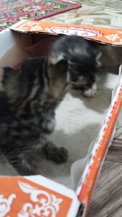Отдам котят бесплатно