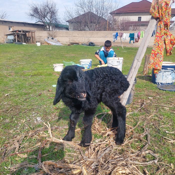 Қозы сатылады Самал 2