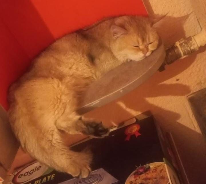 Кот золотое шиншиллы