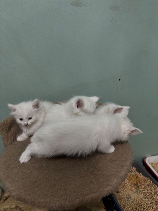 Отдам бесплатно котят