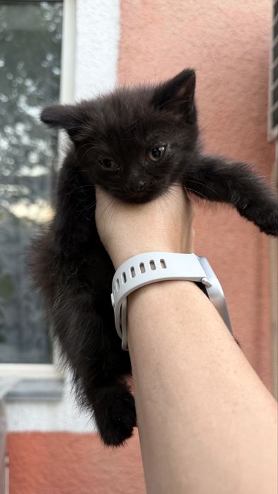 Котята скотиш фолд, 2 месяца