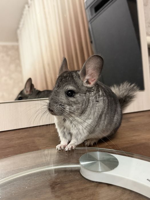 Продается Шиншилла серый