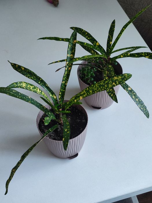 Кротон красивый.