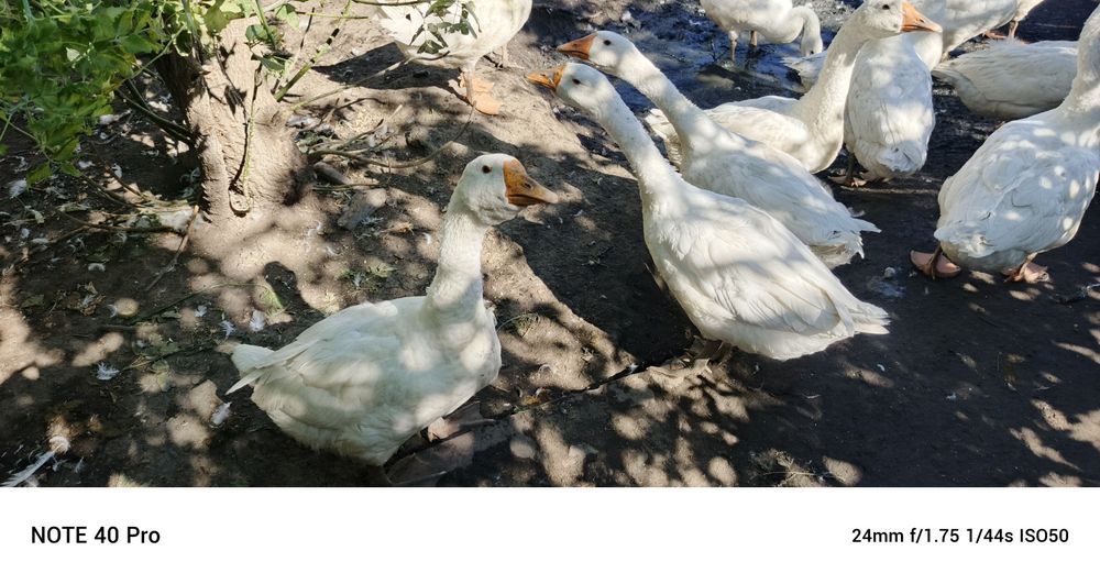 Гусята порода линда