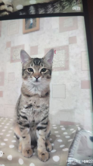 Домашние милые котята мальчик и девочки