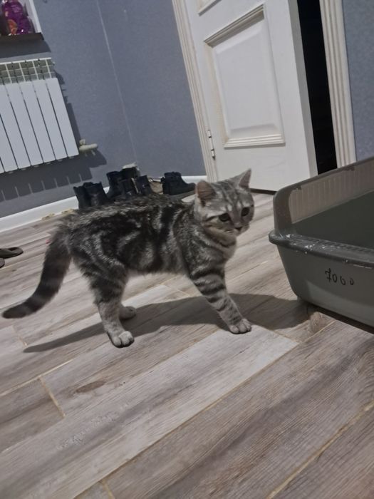 осы нөмірге жазыныздар