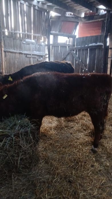 Продам телок 10-11 месяцев