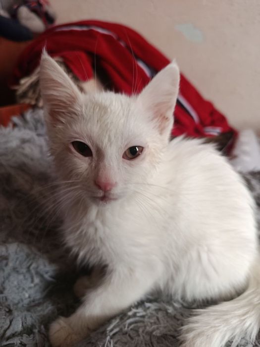 Кошки домашние одна черепашьего цвета,одна белого.