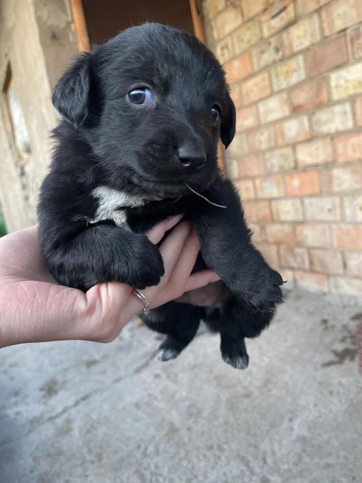 Отдам щенков в хорошие руки