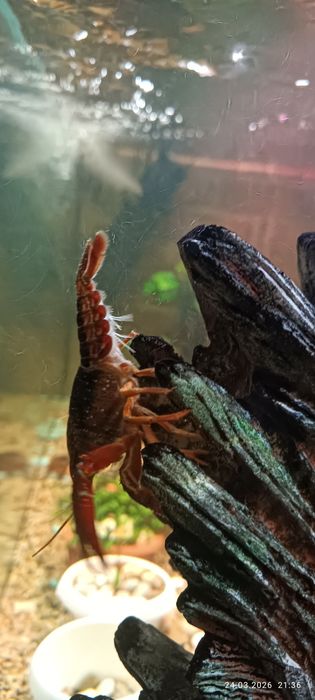 Продам аквариумных раков