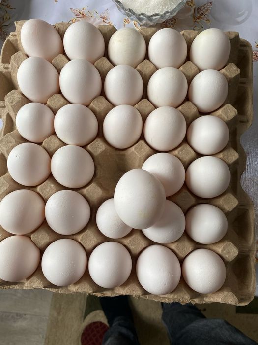 Куры поросята быстрая доставка до дома