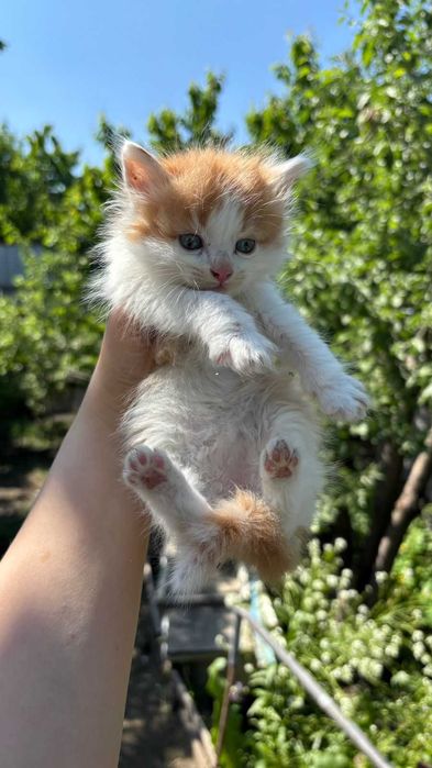 Срочно отдам Котят!