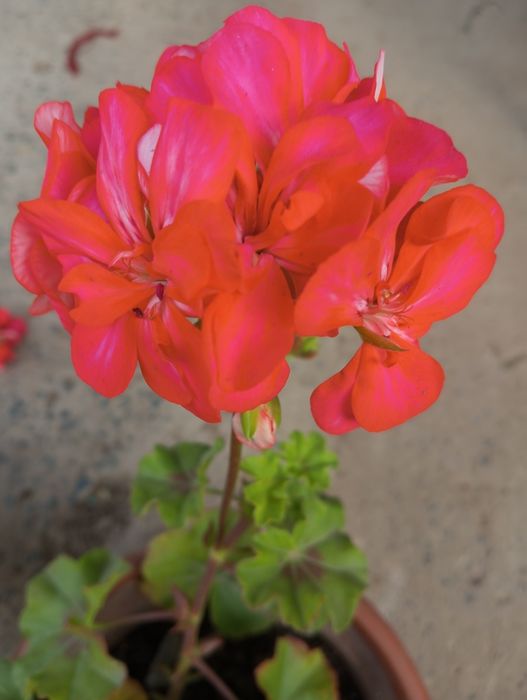 Герань ампельная