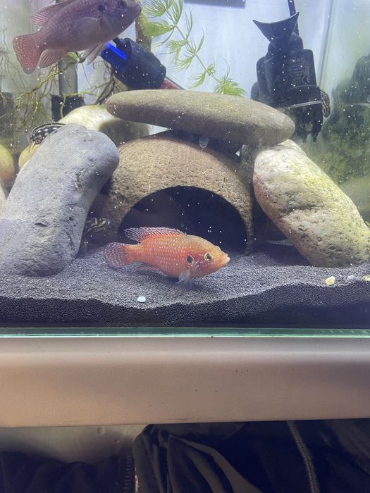 Аквариум с рыбой